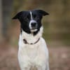 Sensibler Snoopy sucht ein Zuhause