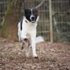 Sensibler Snoopy sucht ein Zuhause