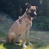 SURI - verspielte Hündin