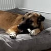 SURI - verspielte Hündin