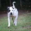 Flocke sucht ein standfestes Zuhause