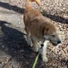 Sportlicher Benji sucht sein Glück
