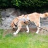 Sportlicher Benji sucht sein Glück