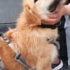 Sportlicher Benji sucht sein Glück