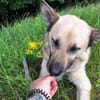 Phili  ein Kämpfer mit großem Herzen