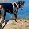 Stöpsel - Dobermann-Riesenbaby
