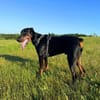 Stöpsel - Dobermann-Riesenbaby