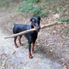 Stöpsel - Dobermann-Riesenbaby