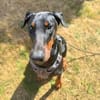 Stöpsel - Dobermann-Riesenbaby