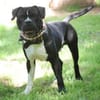 Lennox sucht ein stabiles Zuhause