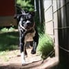 Lennox sucht ein stabiles Zuhause
