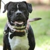 Lennox sucht ein stabiles Zuhause