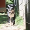 Lennox sucht ein stabiles Zuhause