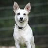 Cora sucht ein aktives Zuhause