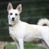 Cora sucht ein aktives Zuhause