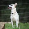Cora sucht ein aktives Zuhause