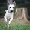 Cora sucht ein aktives Zuhause