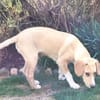 Pupertierend & liebevoll: Rocky sucht...