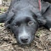 Dobrincho wartet auf sein Happy End
