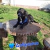 Dobrincho wartet auf sein Happy End