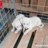Biba sucht ein neues Zuhause