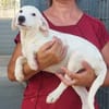 Biba sucht ein neues Zuhause