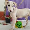 Pollux sucht ein liebevolles Zuhause