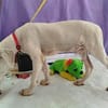 Pollux sucht ein liebevolles Zuhause