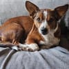 lustiges, kleines Kerlchen -Percy-