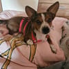 lustiges, kleines Kerlchen -Percy-
