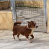lustiges, kleines Kerlchen -Percy-