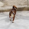 lustiges, kleines Kerlchen -Percy-