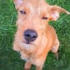 Maru kleiner Zwerg sucht ein Zuhause