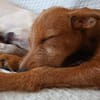 Maru kleiner Zwerg sucht ein Zuhause