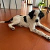 Möchten Sie Sandy ein Zuhause geben?