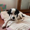 Möchten Sie Sandy ein Zuhause geben?