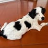 Möchten Sie Sandy ein Zuhause geben?