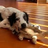 Möchten Sie Sandy ein Zuhause geben?