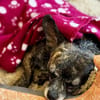Alba LM  zarte Seele sucht Zuhause