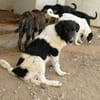 Möchten Sie Peppe adoptieren?