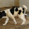 Möchten Sie Peppe adoptieren?