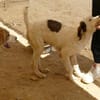 Zuhause für Lira gesucht