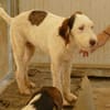 Zuhause für Lira gesucht