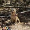 Lilly auf Pflegestelle
