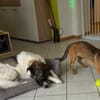 Schenkst du Pumba ein Zuhause?