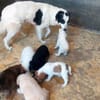 Junio möchte zu Ihrer Familie gehören