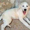 Hübscher Hundebub Poldo sucht Zuhause