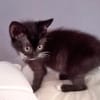 Kleine Mirta sucht tolles Zuhause