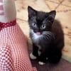 Kleine Mirta sucht tolles Zuhause