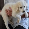 Möchten Sie Cucco adoptieren?